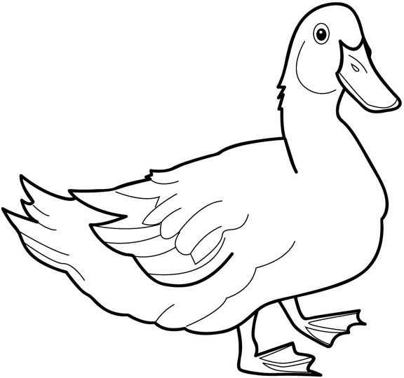 Coloring page: Duck (Animals) #1452 - Free Printable Coloring Pages