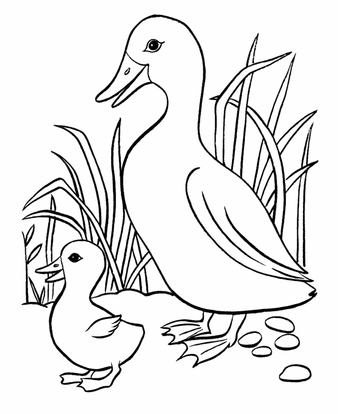 Coloring page: Duck (Animals) #1471 - Free Printable Coloring Pages