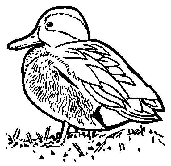 Coloring page: Duck (Animals) #1473 - Free Printable Coloring Pages