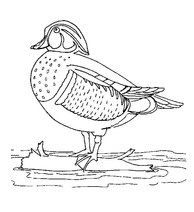 Coloring page: Duck (Animals) #1478 - Free Printable Coloring Pages