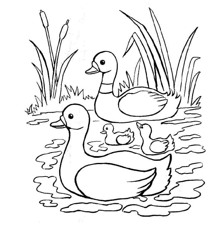 Coloring page: Duck (Animals) #1487 - Free Printable Coloring Pages