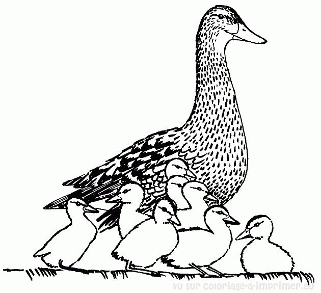 Coloring page: Duck (Animals) #1489 - Free Printable Coloring Pages