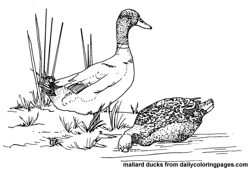 Coloring page: Duck (Animals) #1491 - Free Printable Coloring Pages