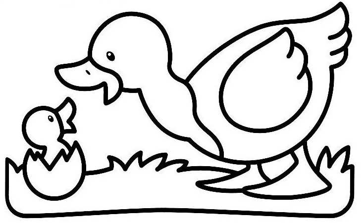 Coloring page: Duck (Animals) #1516 - Free Printable Coloring Pages