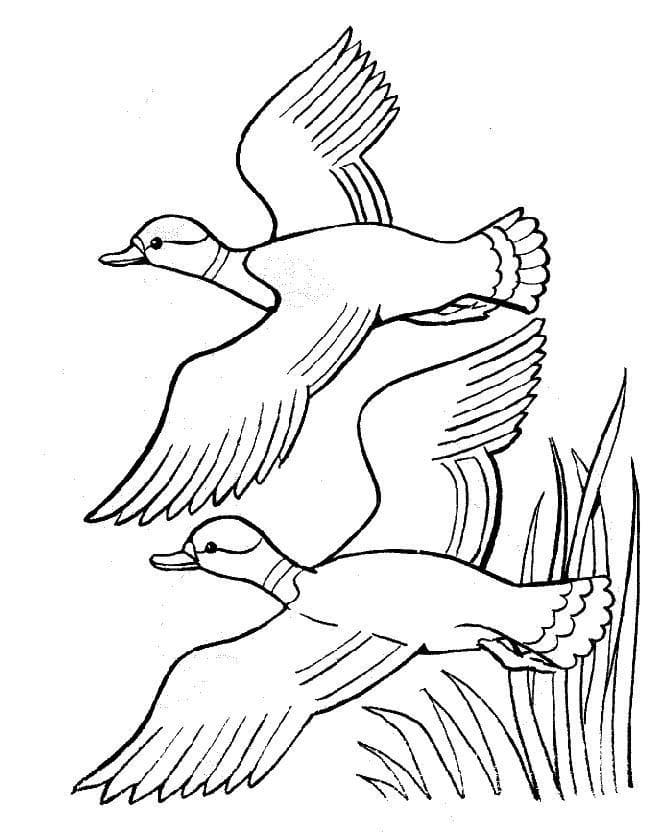 Free printable Duck coloring page #185480 from Animals collection