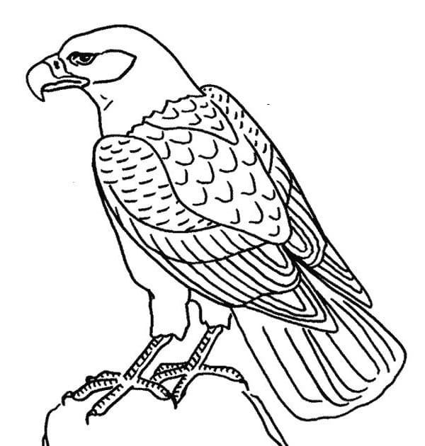 Free printable Eagle coloring page #185163 from Animals collection