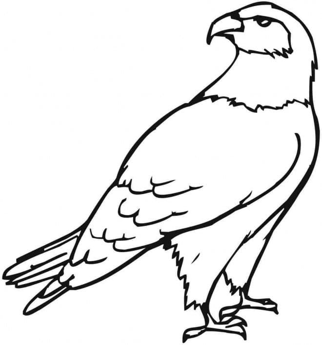 Free printable Eagle coloring page #185171 from Animals collection