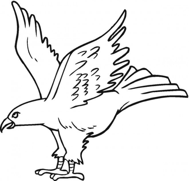 Free printable Eagle coloring page #185173 from Animals collection