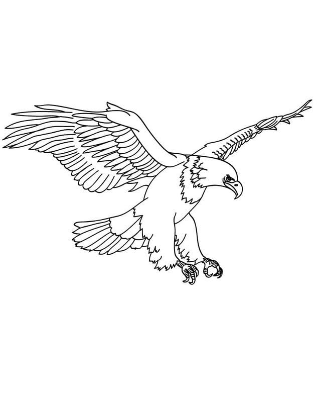 Free printable Eagle coloring page #185183 from Animals collection
