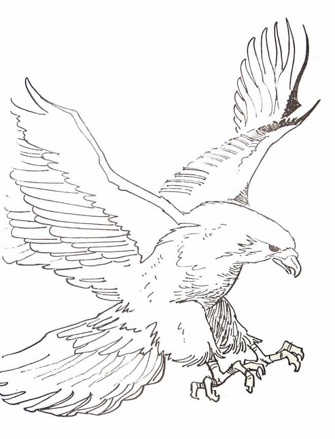 Free printable Eagle coloring page #185185 from Animals collection
