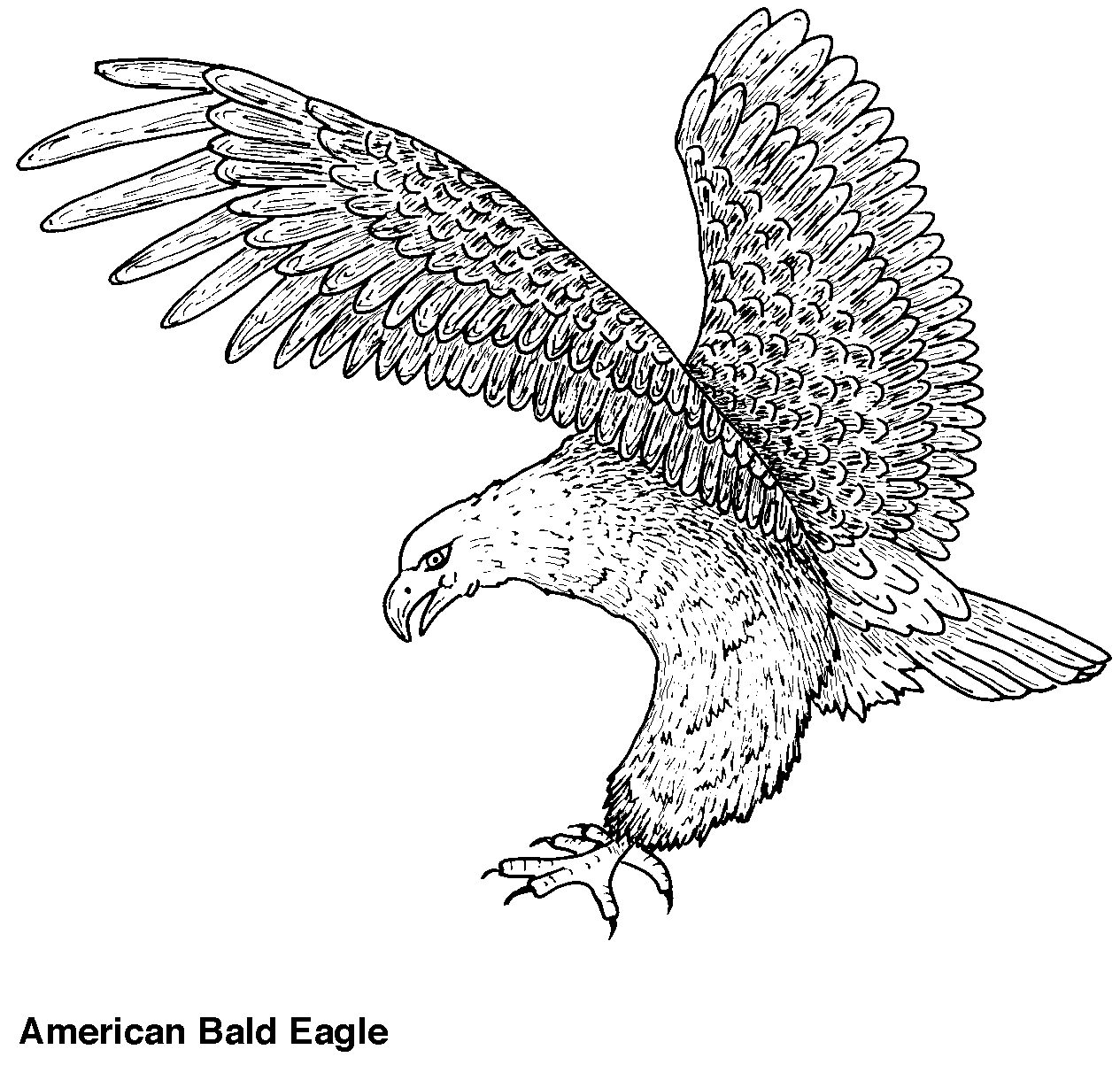 Coloring page: Eagle (Animals) #285 - Printable coloring pages