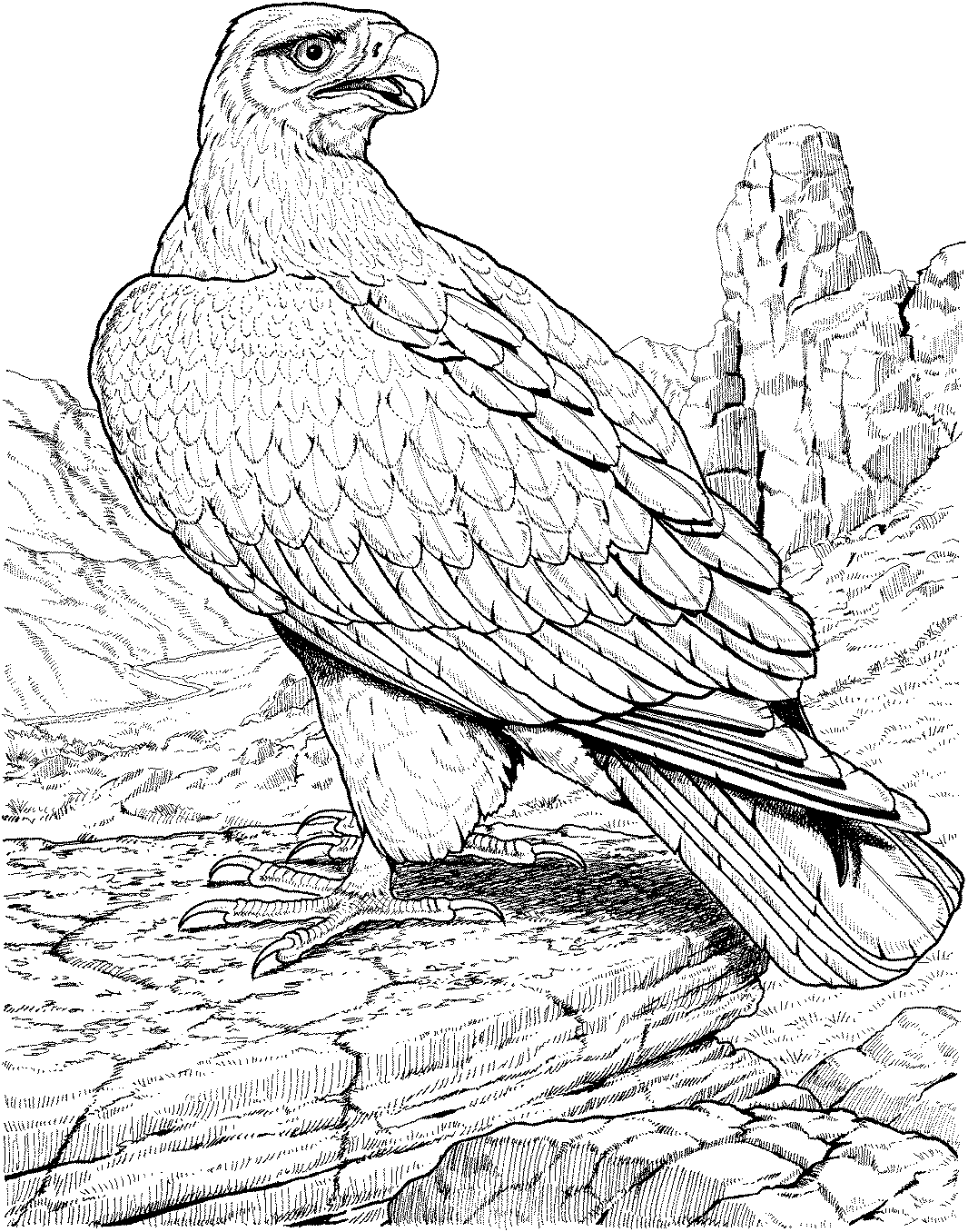 Coloring page: Eagle (Animals) #291 - Free Printable Coloring Pages