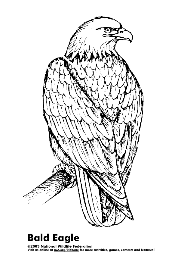 Coloring page: Eagle (Animals) #297 - Free Printable Coloring Pages