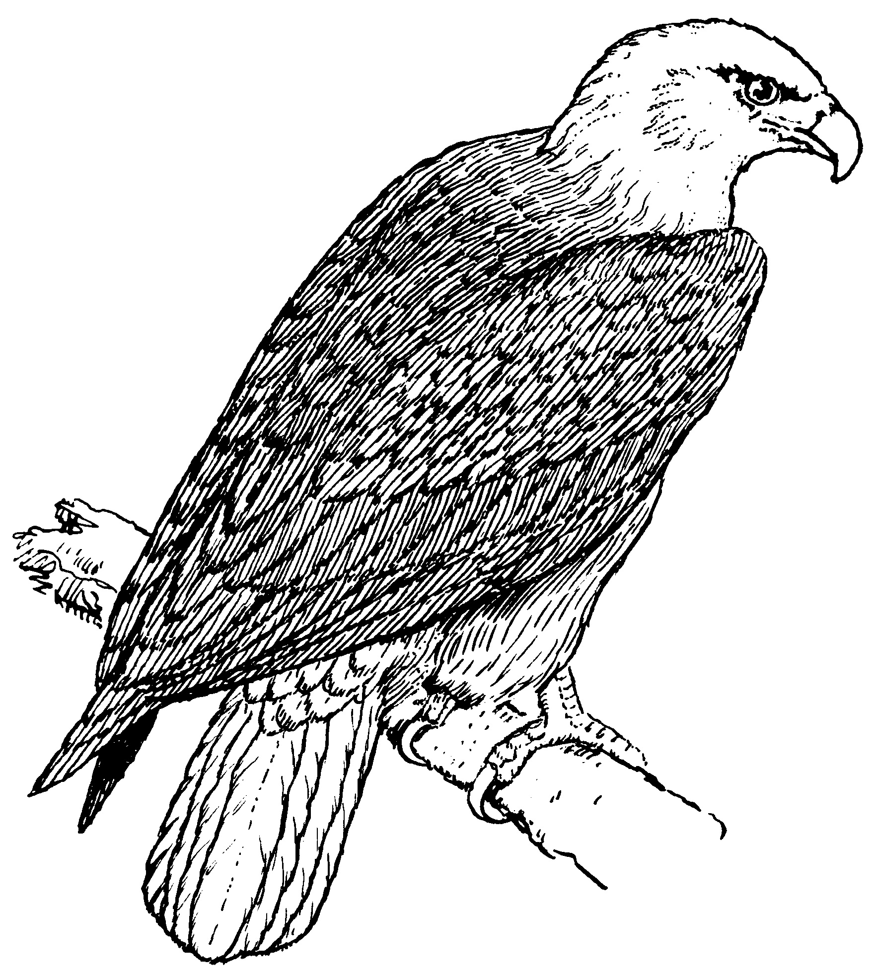 Drawing Eagle 21 Animals – Printable coloring pages