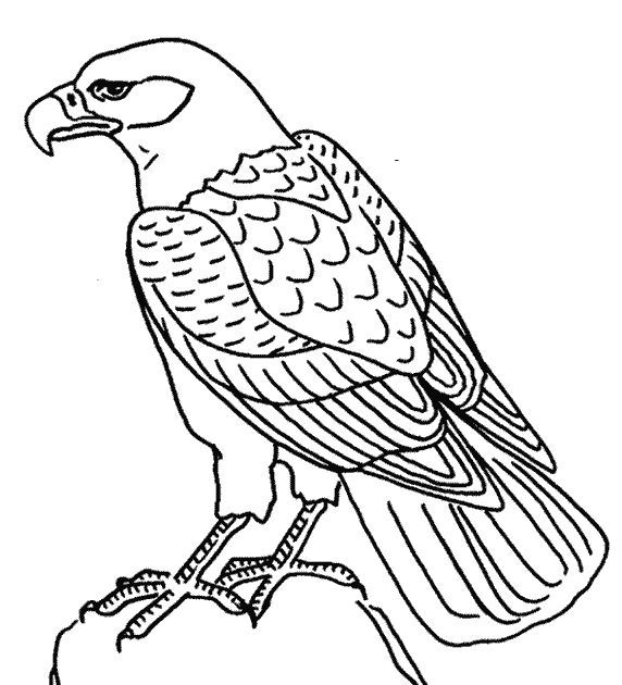 Coloring page: Eagle (Animals) #302 - Free Printable Coloring Pages