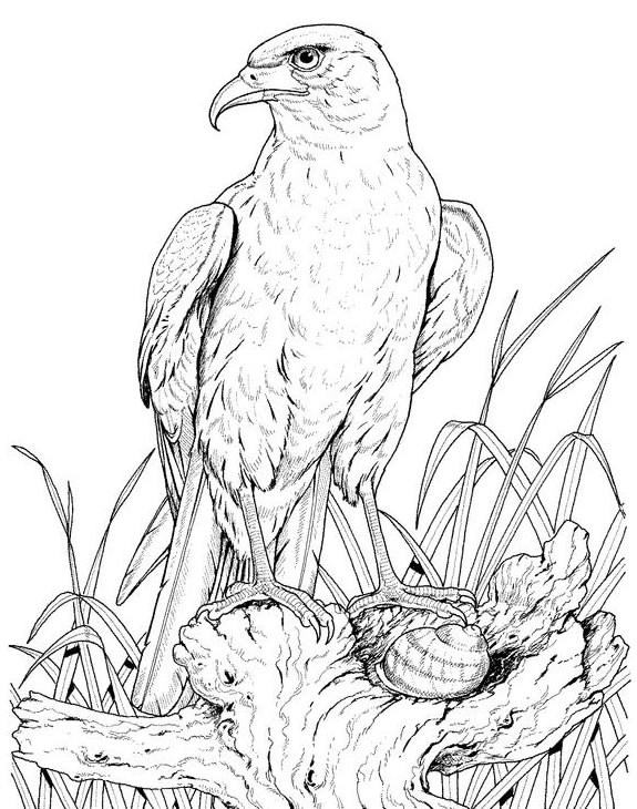 Coloring page: Eagle (Animals) #328 - Free Printable Coloring Pages