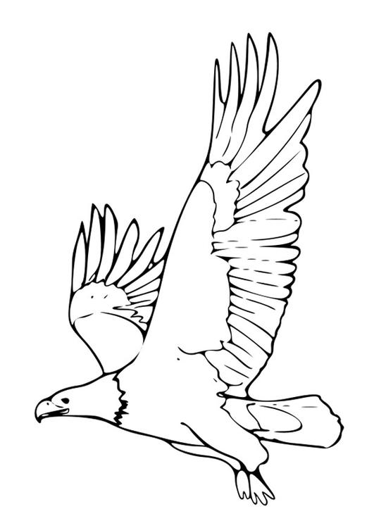 Coloring page: Eagle (Animals) #329 - Free Printable Coloring Pages