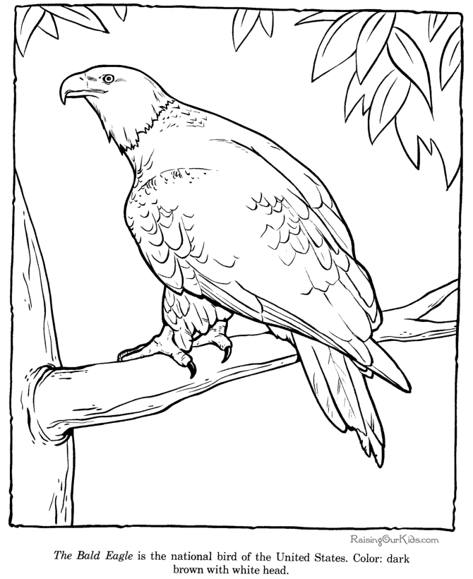 Coloring page: Eagle (Animals) #362 - Free Printable Coloring Pages