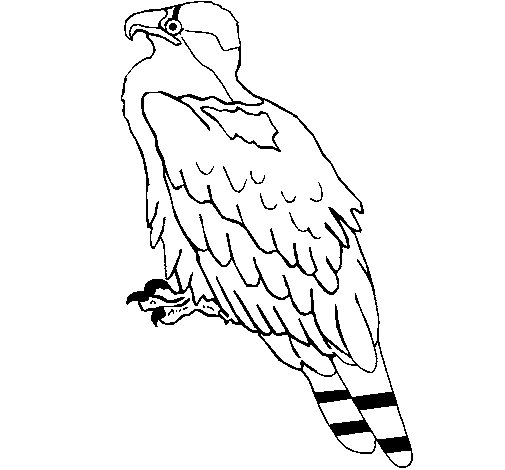 Coloring page: Eagle (Animals) #373 - Free Printable Coloring Pages
