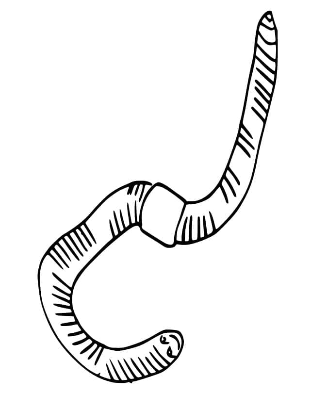 Free printable Earthworm coloring page #214589 from Animals collection