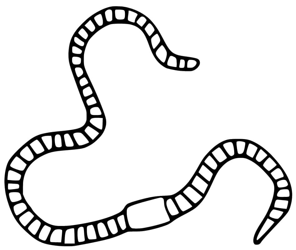 Free printable Earthworm coloring page #214593 from Animals collection