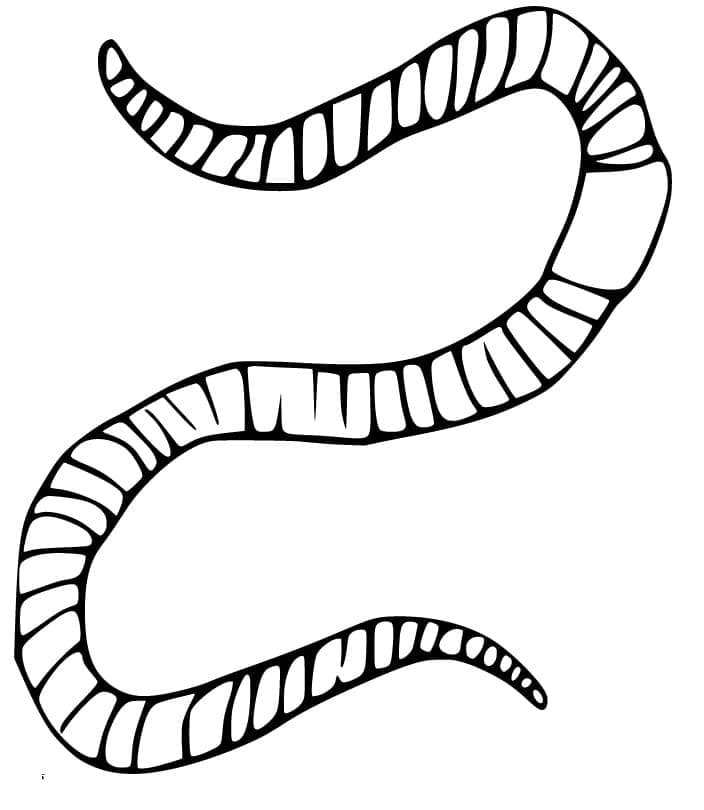 Free printable Earthworm coloring page #214595 from Animals collection