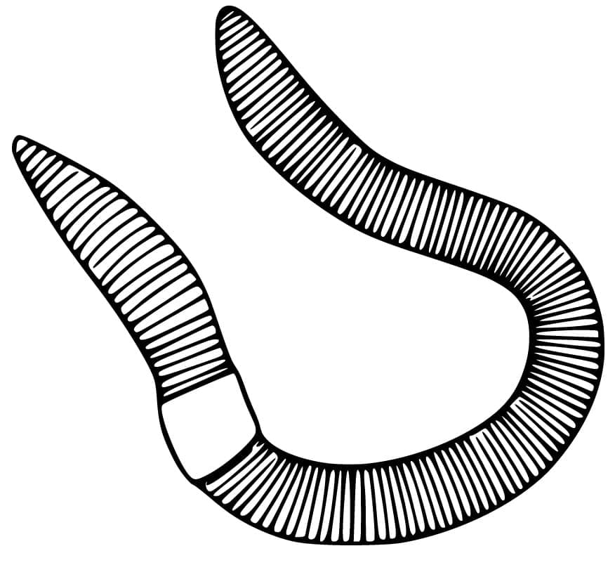 Free printable Earthworm coloring page #214602 from Animals collection