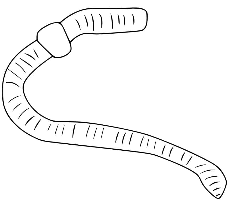 Free printable Earthworm coloring page #214603 from Animals collection Free printable Earthworm coloring page #214603 from Animals collection