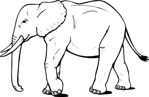 Free printable Elephant coloring page #175066 from Animals collection Free printable Elephant coloring page #175066 from Animals collection