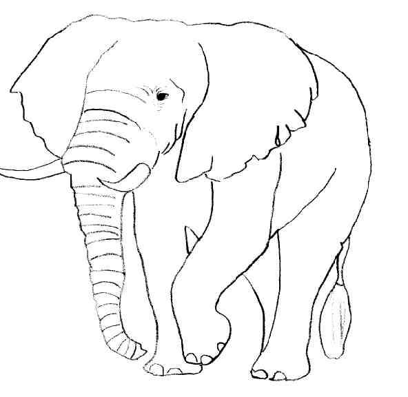 Coloring page: Elephant (Animals) #6316 - Free Printable Coloring Pages