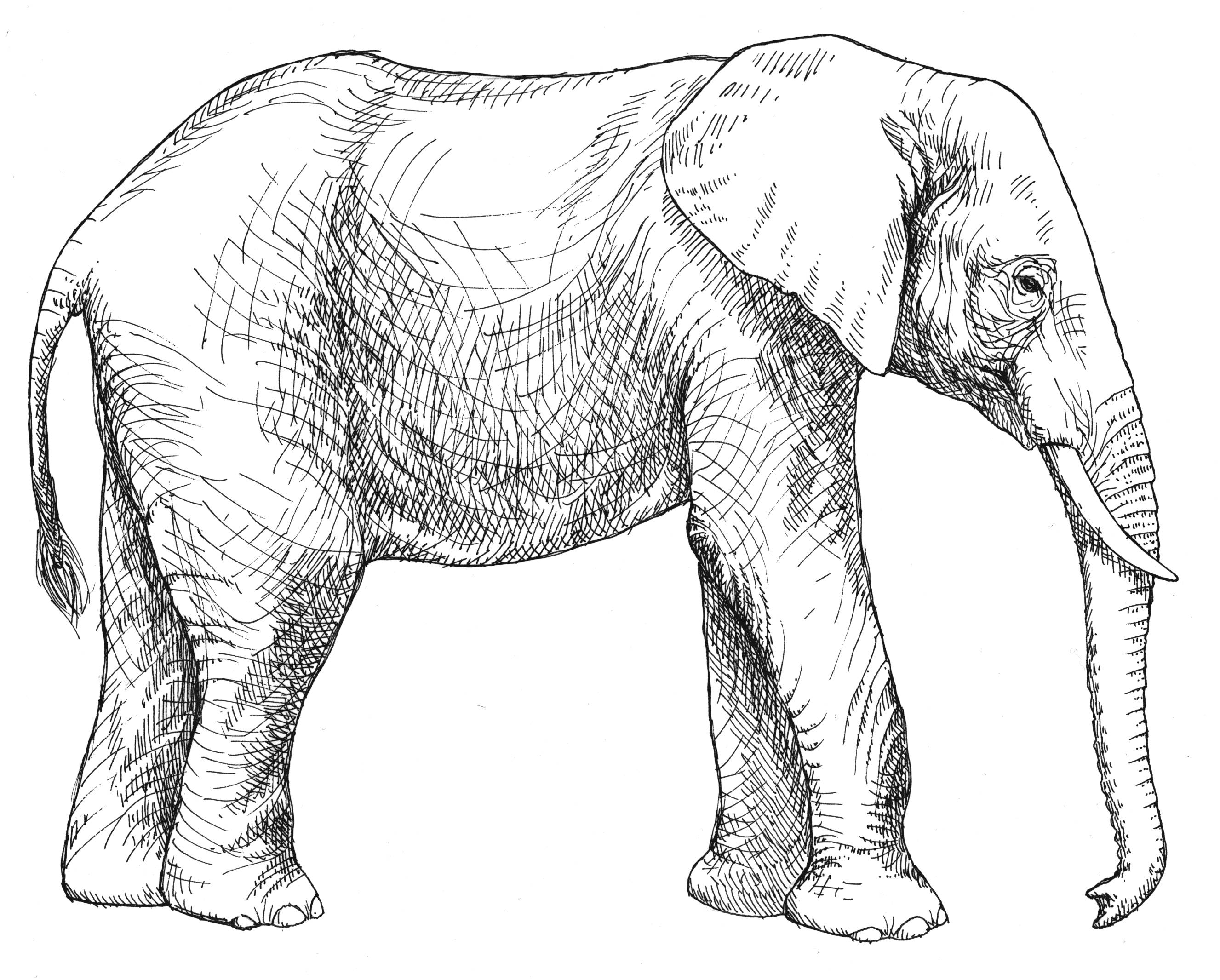 Drawing Elephant 20 Animals – Printable coloring pages