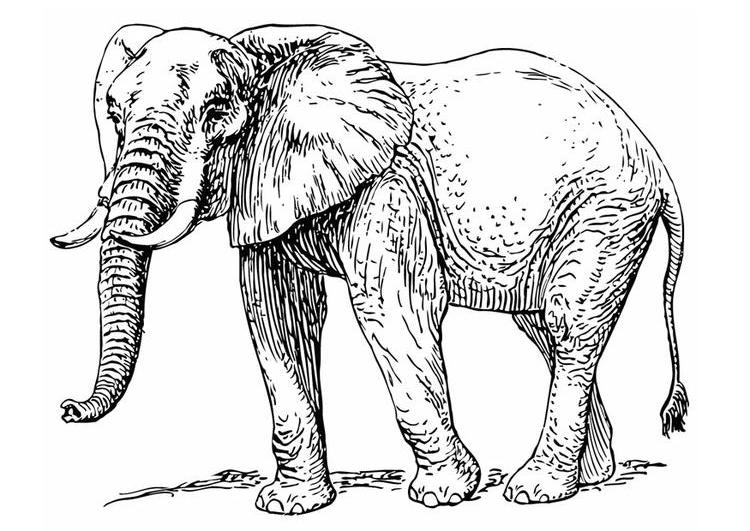 Coloring page: Elephant (Animals) #6389 - Free Printable Coloring Pages