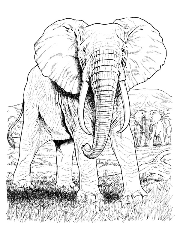 Coloring page: Elephant (Animals) #6395 - Free Printable Coloring Pages