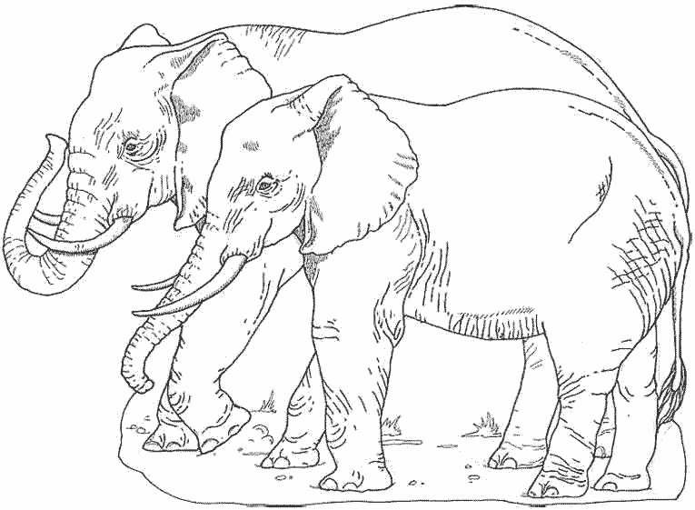 Coloring page: Elephant (Animals) #6486 - Free Printable Coloring Pages