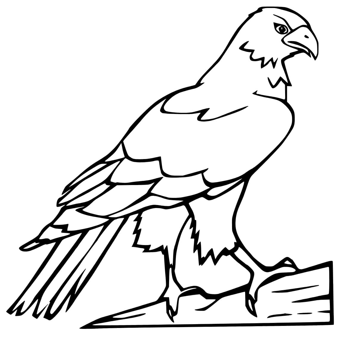 Free printable Falcon coloring page #205255 from Animals collection