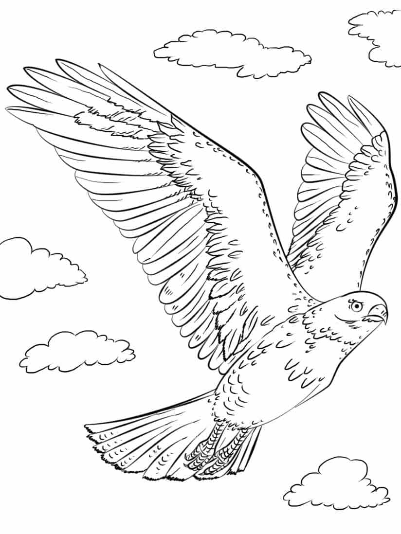 Free printable Falcon coloring page #205263 from Animals collection Free printable Falcon coloring page #205263 from Animals collection