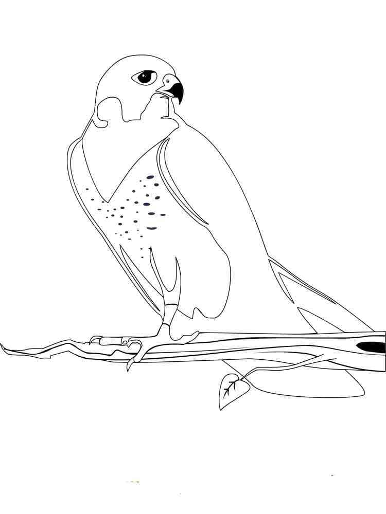 Free printable Falcon coloring page #205265 from Animals collection Free printable Falcon coloring page #205265 from Animals collection