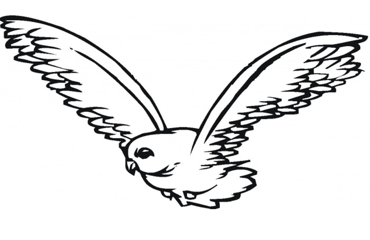 Free printable Falcon coloring page #205273 from Animals collection Free printable Falcon coloring page #205273 from Animals collection