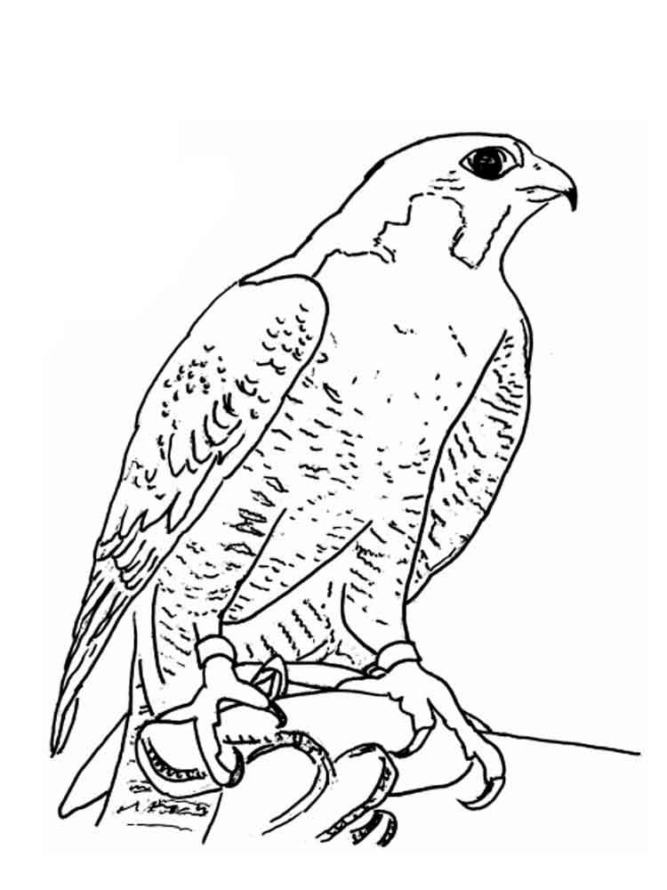 Free printable Falcon coloring page #205274 from Animals collection