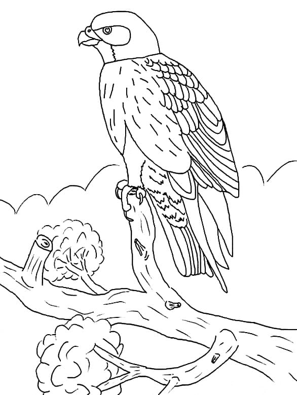 Free printable Falcon coloring page #205276 from Animals collection