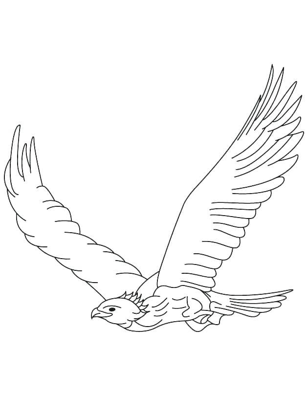 Free printable Falcon coloring page #205278 from Animals collection