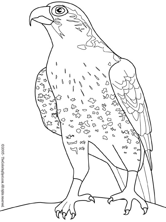Coloring page: Falcon (Animals) #6821 - Free Printable Coloring Pages