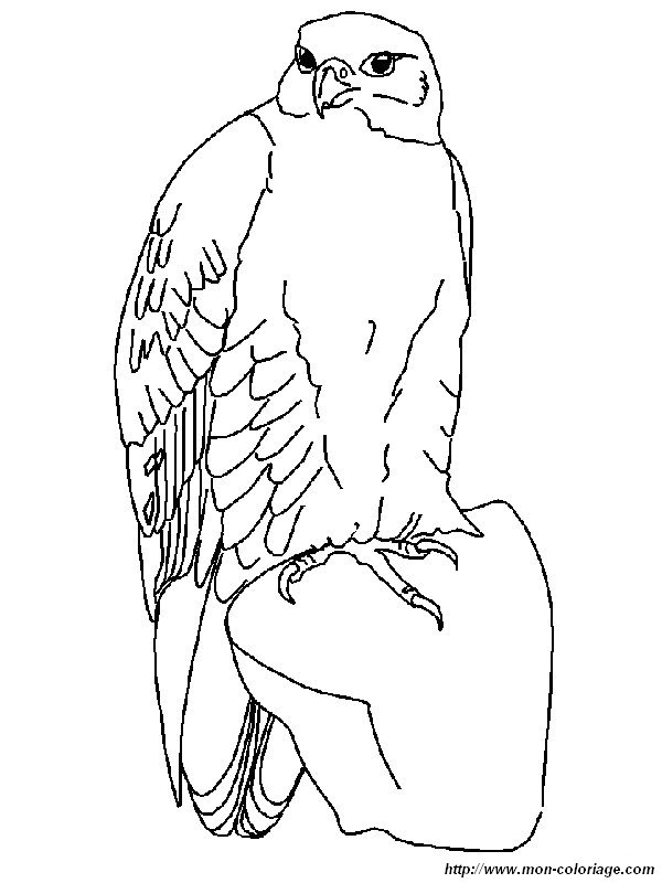 Coloring page: Falcon (Animals) #6831 - Free Printable Coloring Pages