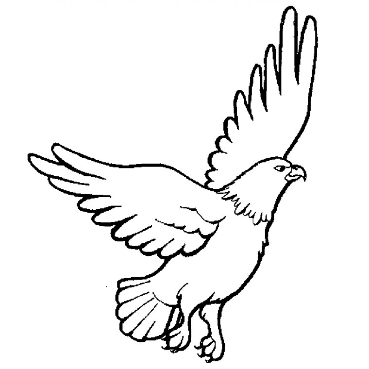 Coloring page: Falcon (Animals) #6834 - Free Printable Coloring Pages