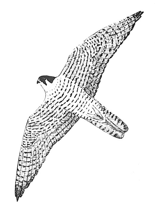 peregrine falcon coloring page