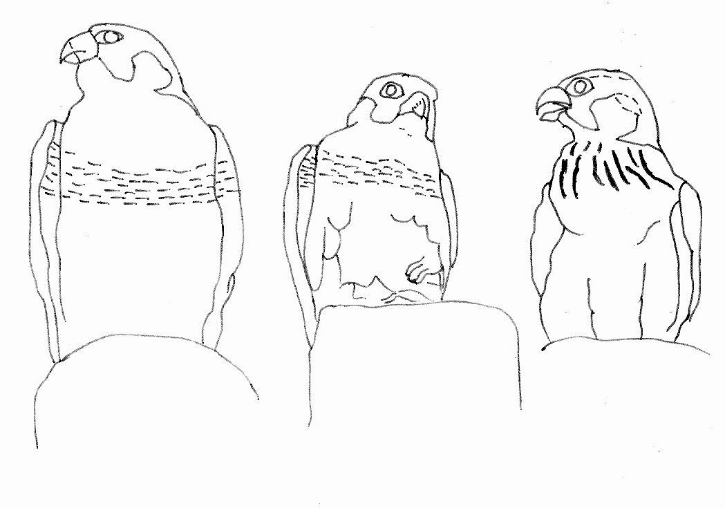 Coloring page: Falcon (Animals) #6852 - Free Printable Coloring Pages