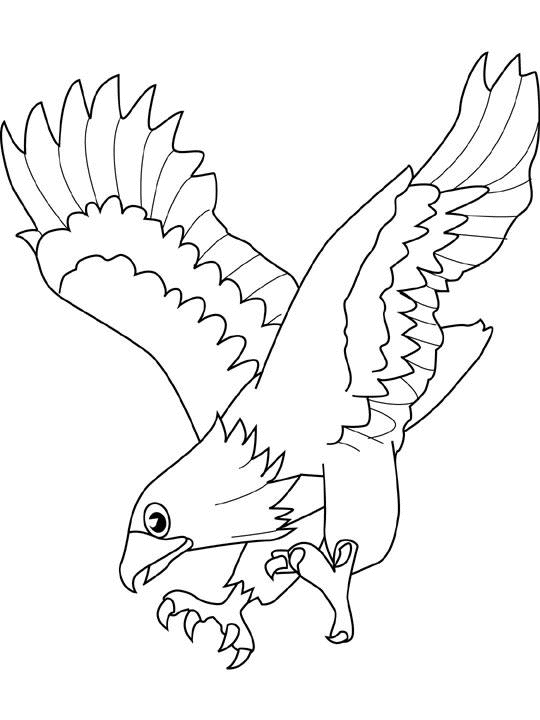 Coloring page: Falcon (Animals) #6855 - Free Printable Coloring Pages