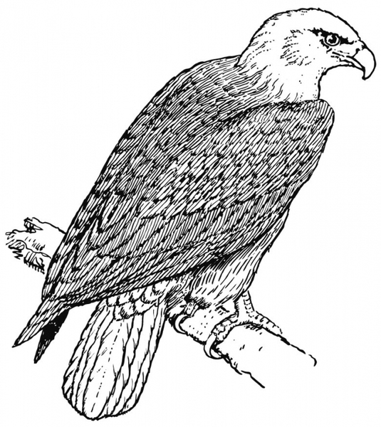 Coloring page: Falcon (Animals) #6892 - Free Printable Coloring Pages