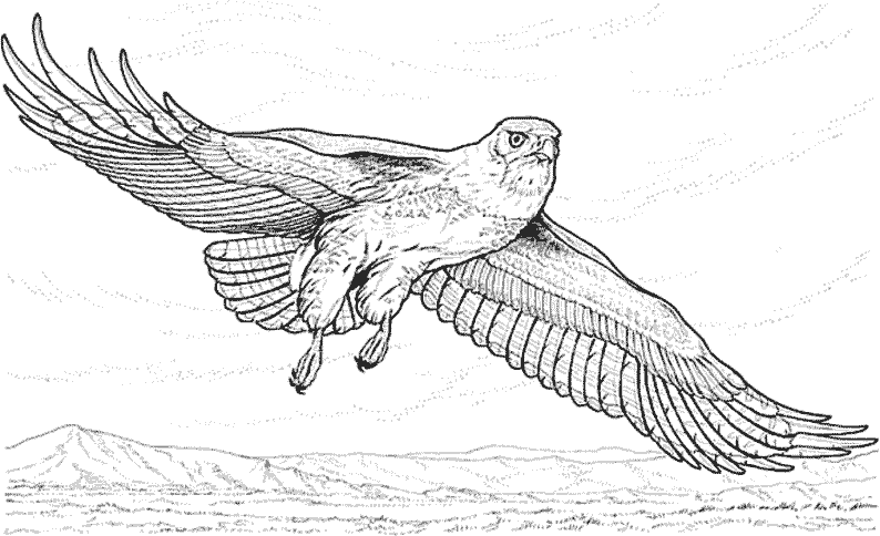 Coloring page: Falcon (Animals) #6911 - Free Printable Coloring Pages
