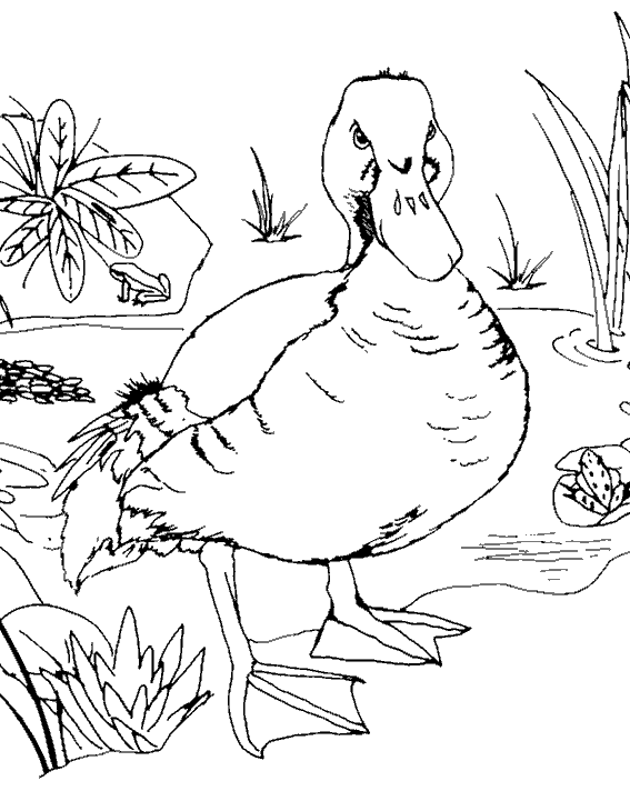 Coloring page: Farm Animals (Animals) #21659 - Free Printable Coloring Pages